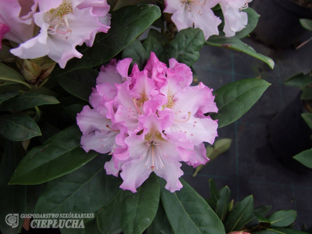 Рододендрон гибридный Похьёлас Доте